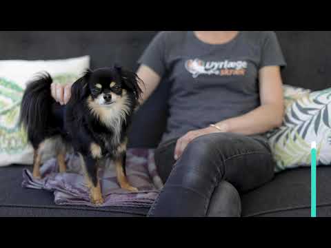Video: Kommersiell Hundematrolle I Fedme Hos Kjæledyr