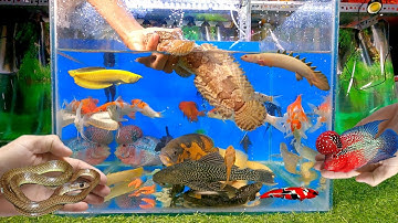 Video tổng hợp cá cảnh đẹp, cá mặt hề, cá rồng, cá la hán, cua hoàng đế, rắn, cá koi