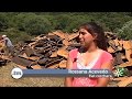 Corcheros y arrieros en la saca del corcho en Los Alcornocales (Cádiz)