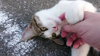 地面でゴロゴロしている子猫をモフモフ