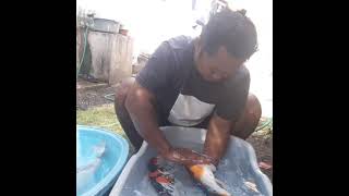 Koi Home Breeding  Cara Memijahkan Koi Dan Pemeliharaan Air Menggunakan Nitrobacter One