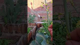 تقاوى الكرنب على السطح