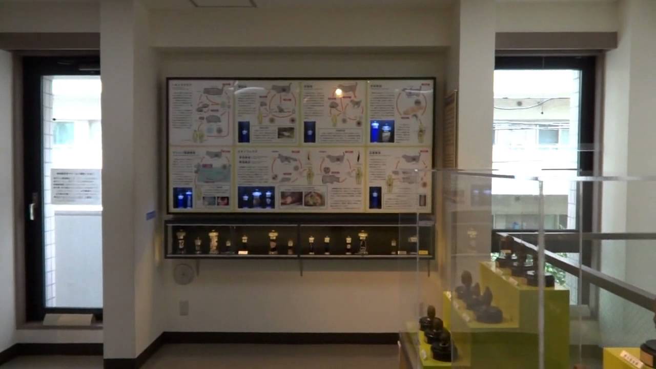 東京遊び場マップ 入場無料 超穴場なデートスポット 目黒寄生虫館 Youtube