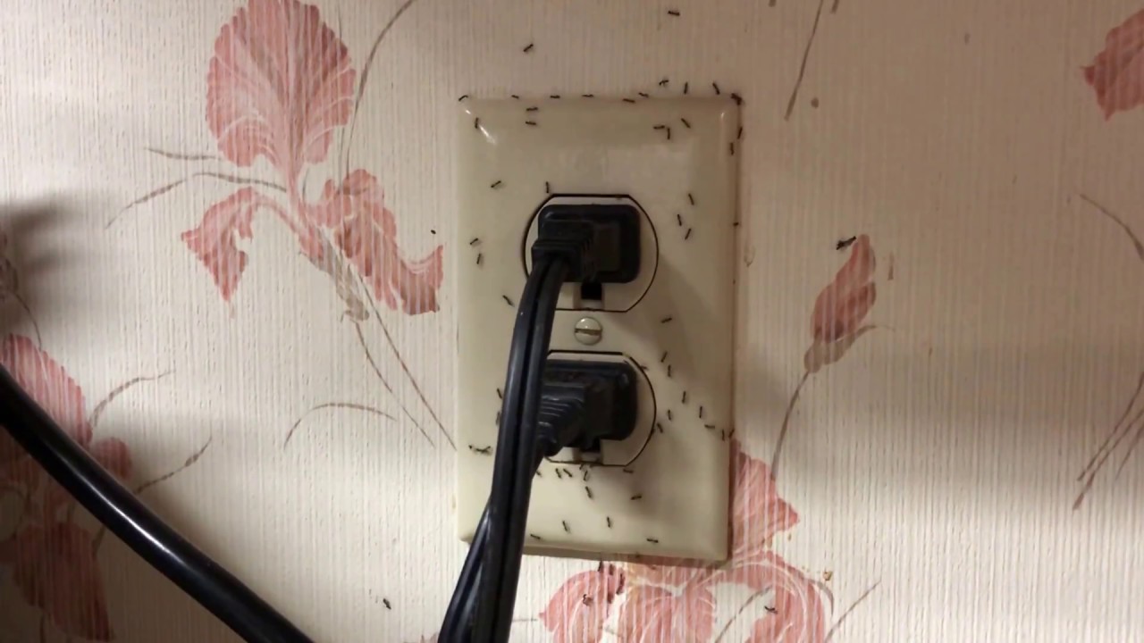 What is up with ants and electric outlets? YouTube