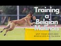 Training a Belgian Malinois: Why These Dogs Need Specialized k-9 Training