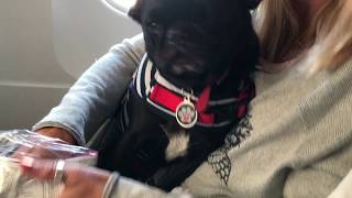 Olive...The Flying   PUG