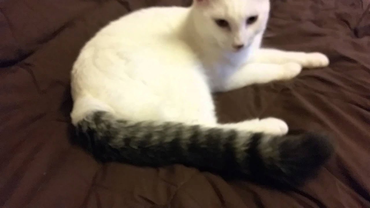 Cat with Raccoon tail - YouTube