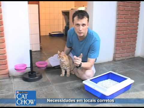 Vídeo: Como Treinar Um Gato Para Ir Ao Banheiro
