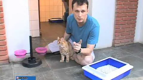 Como fazer meu gato fazer cocô no lugar certo?