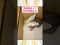 子猫拾って5年が経過 #2ch動物スレ #猫動画 #子猫 #猫のいる暮らし