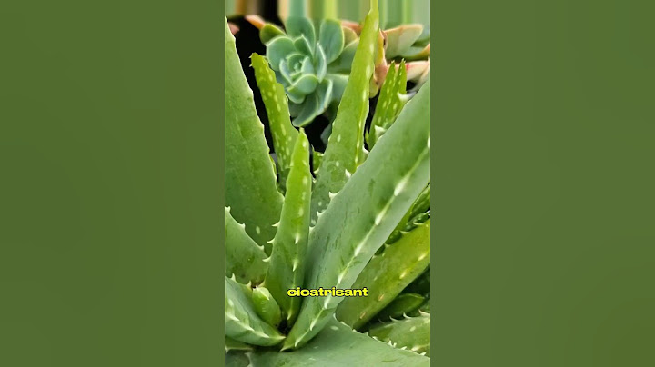 Aloe Vera – La plante miracle à avoir chez soi