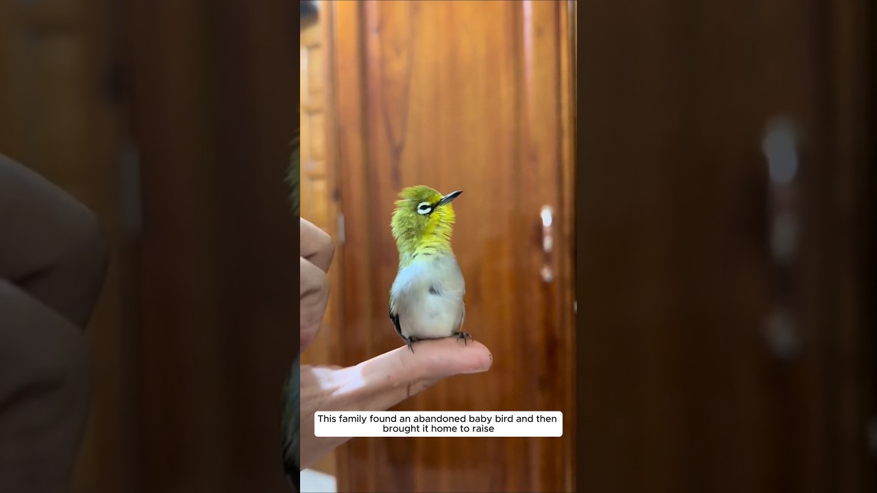 This family found an abandoned baby bird and then brought it home to raise 