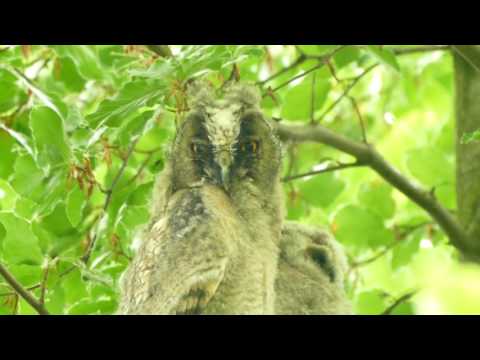 Video: Moeten vogels 's nachts zingen?