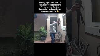 Husband finds Iguana and brings home