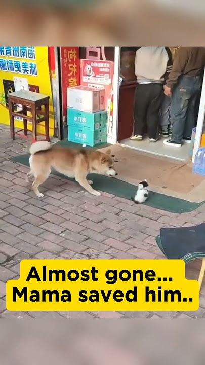 A Mother’s Courage 😢❤️‍🩹 #cat #sad #shorts