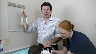 How subcutaneous fluids are administered to a cat