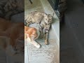 Time Machine Cats !!!! Longest Daily Cat's Story