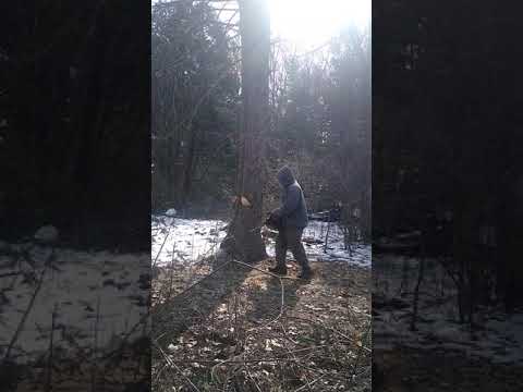 Rookie taking down an 80 ft pine tree