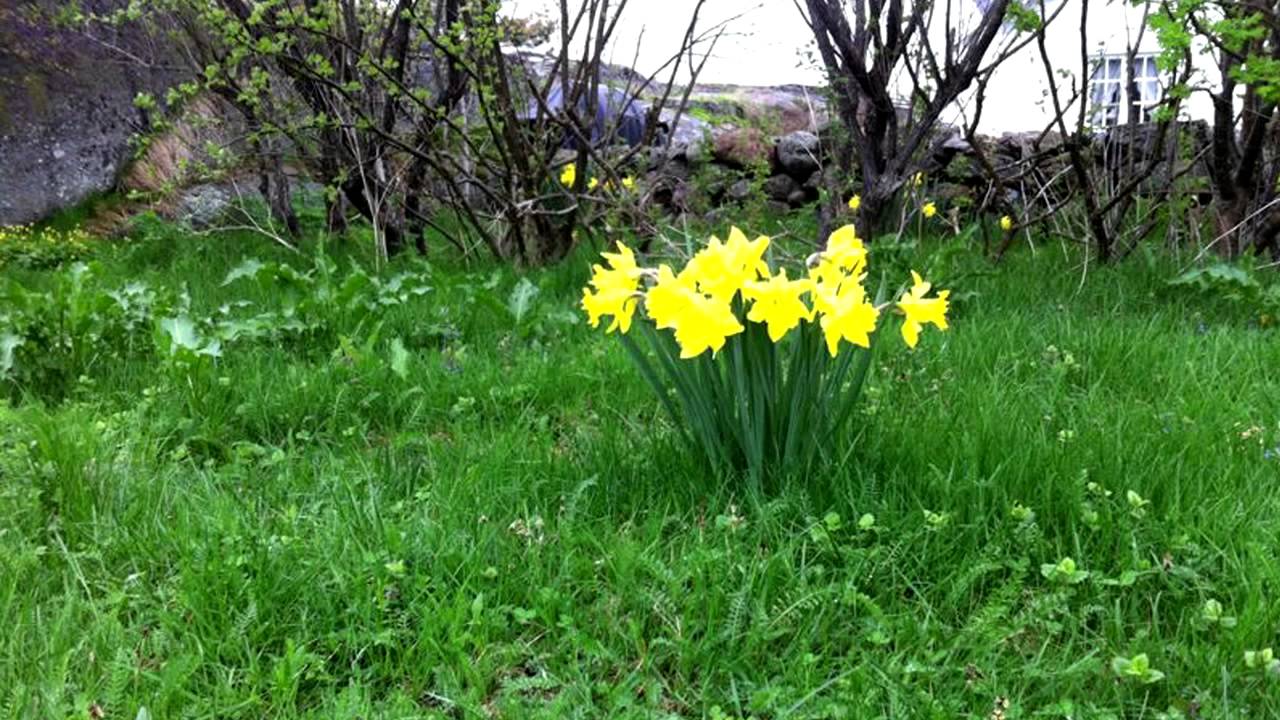"Daffodils" by Wordsworth (For Una Svinndal) YouTube