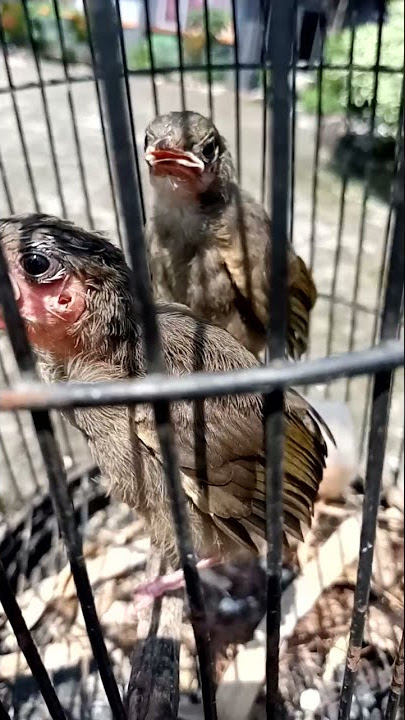 Anakan Burung Merbah Belukar