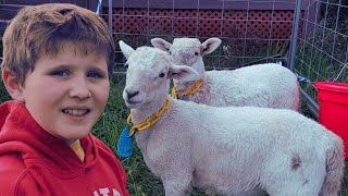 I&#39;ve Never Done This When Getting Lambs | Katahdin Sheep