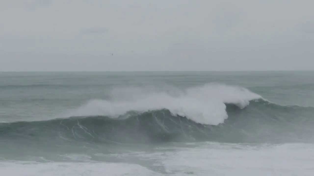 corvos mariños en mar montañosa