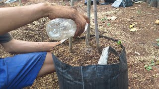 Cara menanam durian dalam pot yg benar agar cepat berbuah