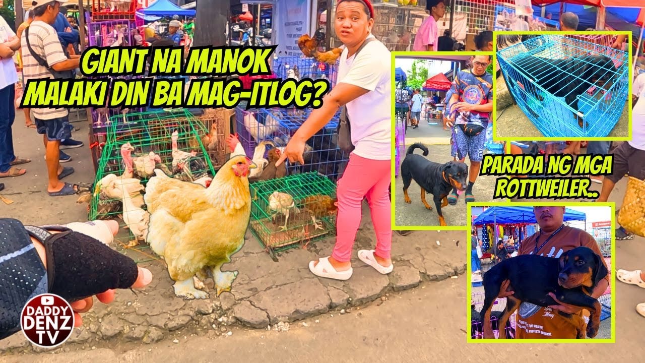 ASTIG NA PUPPY AT ADULT ROTTI PUMARADA..  / CONT'N @GROTTO PET MARKET