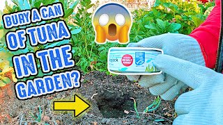 Bury A Can Of Tuna Fish Under A Plant In Your Garden And Be Amazed By What Happens Next!