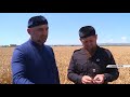 Рамзан Кадыров собрал первый урожай нового сорта озимой пшеницы «Ахмат»