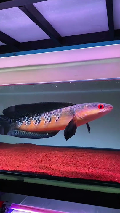 'Pilih Maru Yellow Sentarum atau Red Barito? #channamereya #channa #fyp #channaasiatica #channamaru