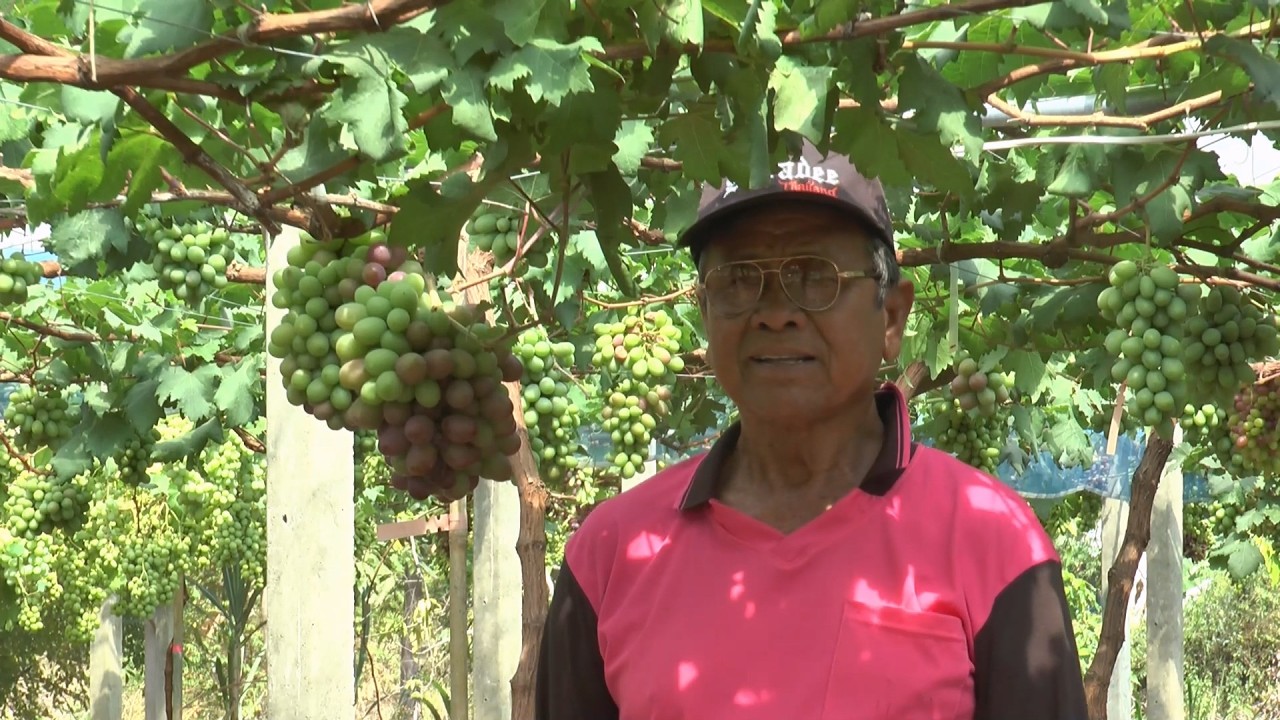 คุณตาวัย 76 ปี ยโสธร พลิกนาข้าวเป็นสวนองุ่นพรีเมียม เตรียมเปิดให้ชิมสดๆ ปลายกุมภาพันธ์นี้