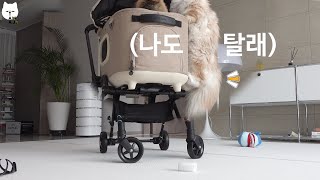 I bought a stroller and dogs and cats fight. by 나는 아재다 I'm AJE 24,415 views 3 years ago 3 minutes, 45 seconds