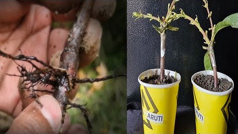 SUPER SPECIAL way to propagate mango using only aloe vera to help the tree produce fruit super fast