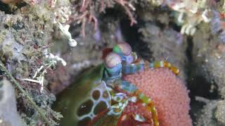 Tulamben, Bali Diving Sneak Peek Day 1