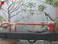 Mua đàn nhị ( đàn cò, đàn líu) gỗ hồng mộc chuyên nghiệp giá rẻ tặng ngay khóa học đàn nhị tại nhà
