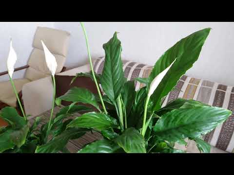 Video: Uy O'simliklari. Spathiphyllum: O'sishi Va Parvarishi