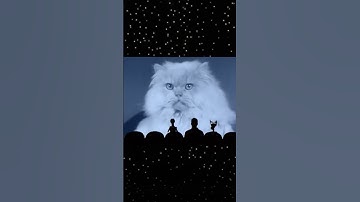 MST3K: C is for Cat
