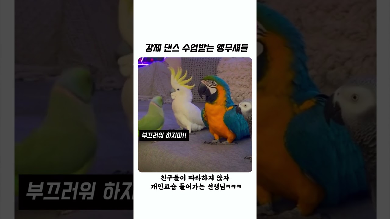강제 댄스 수업 받는 앵무새들 ㅋㅋㅋ #shorts #유머 #추천