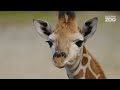 Meet weeks old giraffe calf jabali