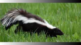 Westchester Wildlife Removal, give us a call at 1-800-273-6673