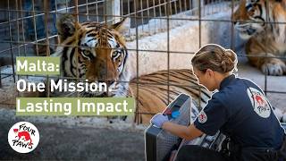 Stopping The Cycle Our Mission For Maltas Big Cats Four Paws Subs