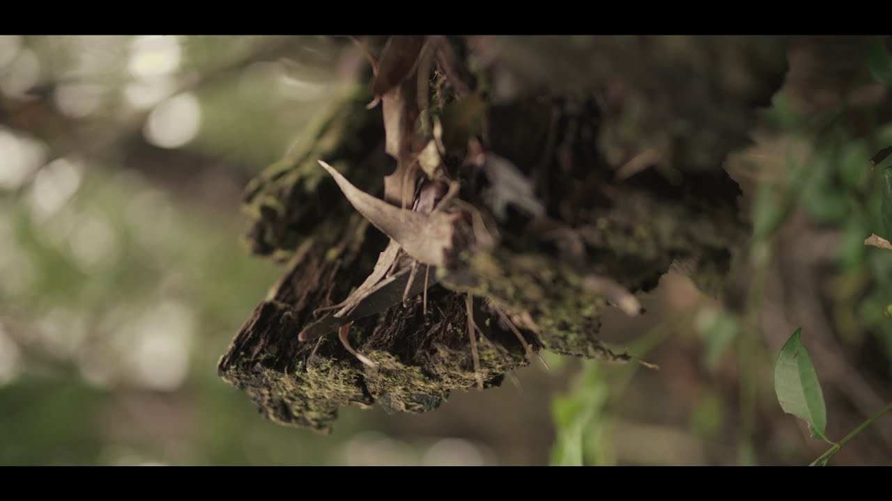 Purling Brook Falls Nature Walk