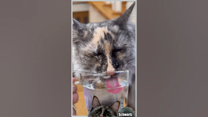Watch the video about Schwartz drinks water🌏 #catshorts #cat #mainecoon #feliscatus #meal #catasmr #asmr #funnycat