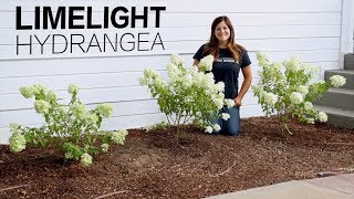 Limelight Hydrangea | Brighten & Transform Your Landscape with Proven Winners
