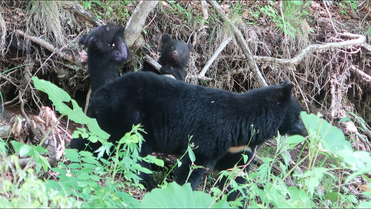 岩洞湖林道方面の親子熊