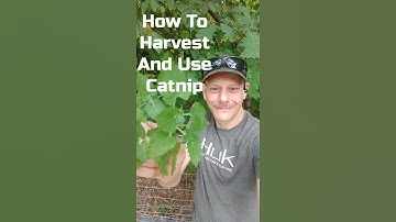 How To Harvest And Use Catnip - Herbs Made Easy with The Herb Guy