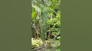 Padepokan SUKMA SEJATI