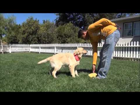golden meadows retrievers