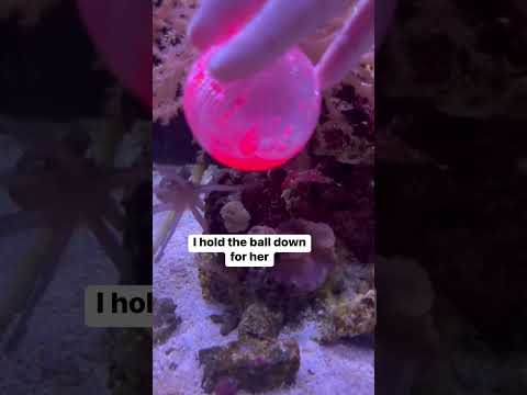 Video: Pet Scoop: Brandmænd giver marsvinsyremaske, blæksprutter undslipper fra akvariet
